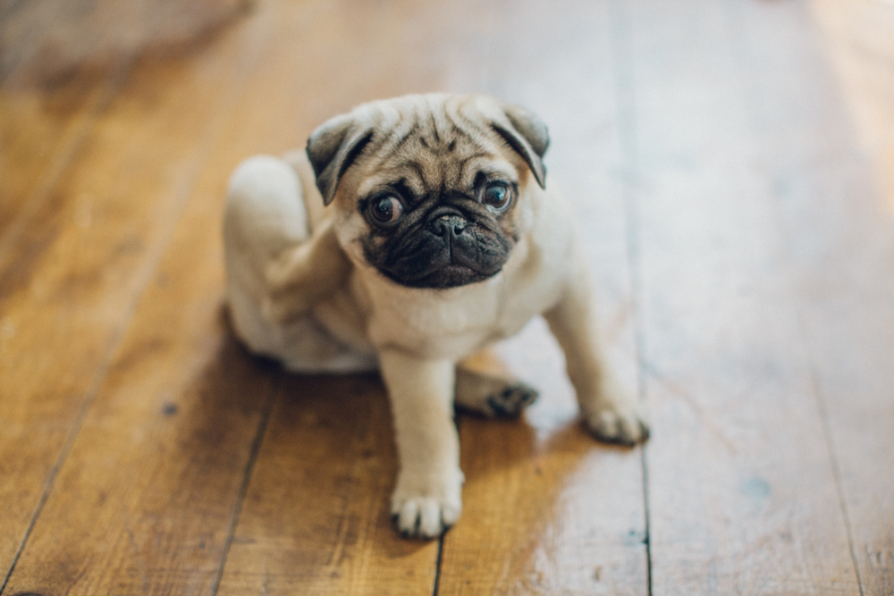 Itching Is In The Air 7 Answers To, Can Dogs Be Allergic To Hardwood Floors