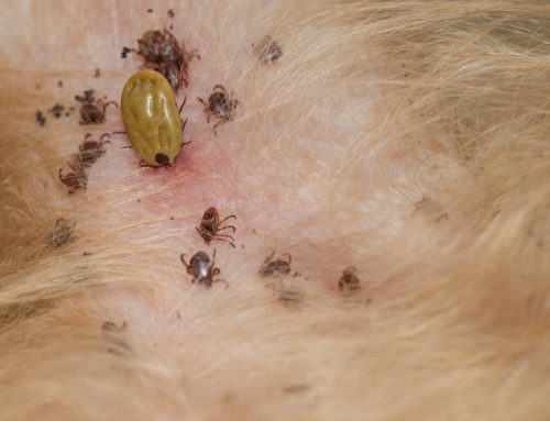 A Dog Owner’s Guide to Tick-Borne Diseases