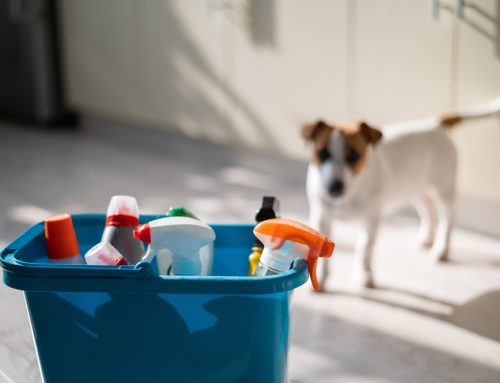 Out of Sight, Out of Paw: What Common Pet Toxins to Hide