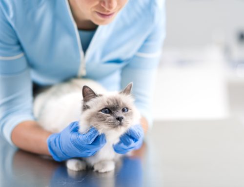 Lumps and Bumps on Your Pet: Frequently Asked Questions