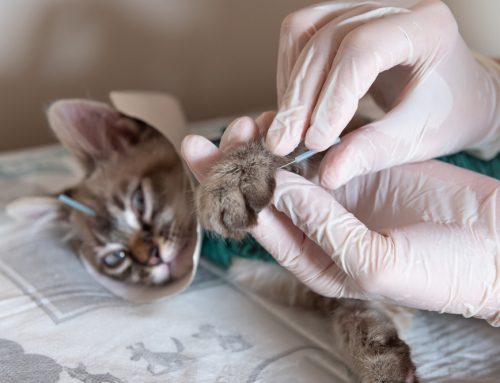 Healing Paws: Veterinary Rehabilitation Therapies for Pets