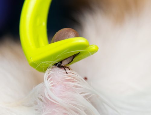 Yuck! Ew! What Should I Do? Tick Removal for Pets