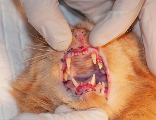 Does My Pet Have Periodontal Disease?