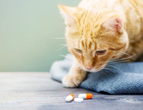 Human Medications That Are Dangerous to Pets