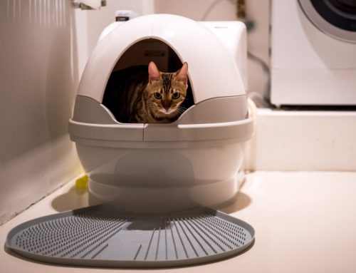 Litter Box Rules: How to Set Up Your Cat for Success