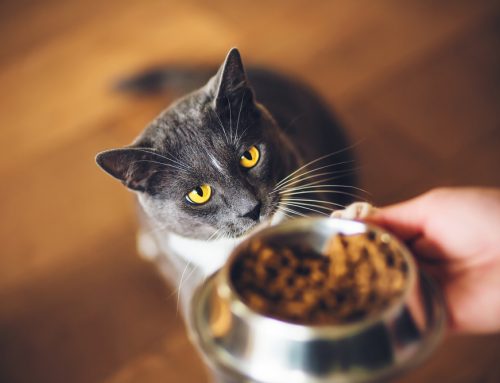 Pet Nutrition Myths Debunked