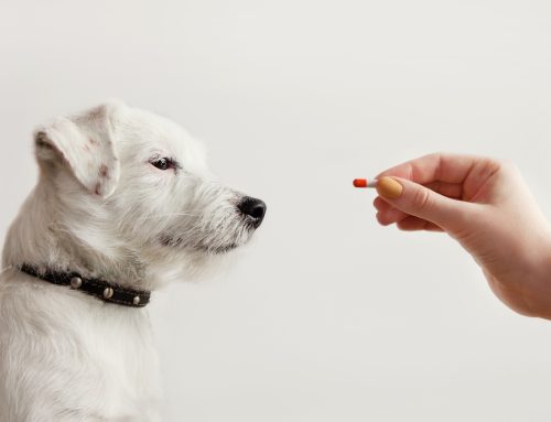 Pill Pro: Effective Ways to Medicate Your Pet