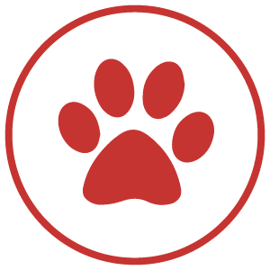 The Importance of Senior Dog and Cat Wellness Care