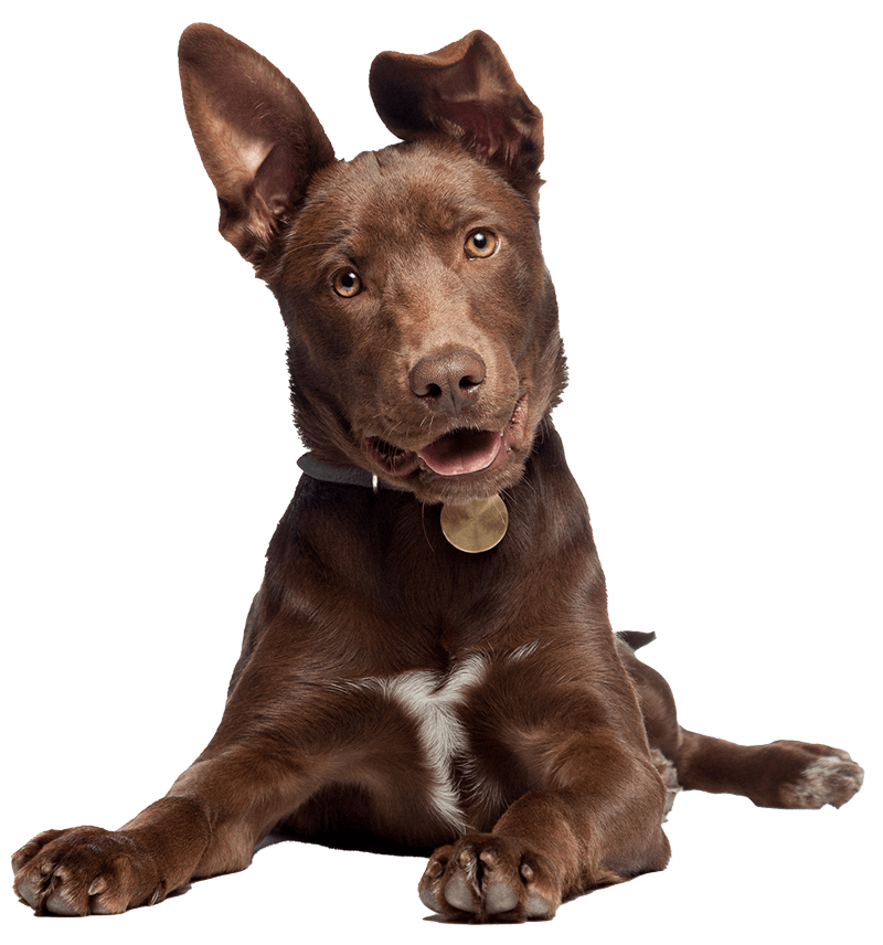 brown dog with white chest with ears standing up