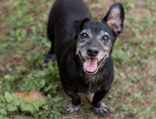 Helping Your Furry Friend Age Gracefully: Tips for Caring for Older Pets