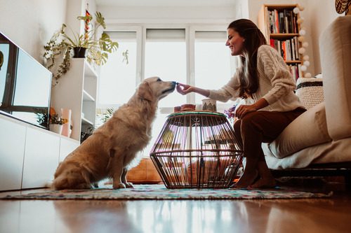young woman offering a blueberry to her golden retriever dog at home