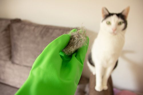 woman holding cat hairball with rubber gloved hand in front of cat at home