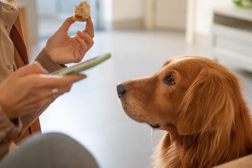 golden retriever dog looking at food in its owners hand while drooling