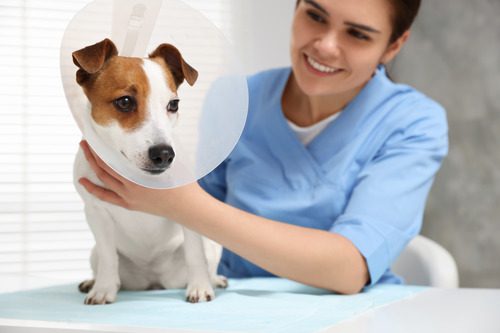 female vet putting e-collar on jack russell terrier dog at the clinic