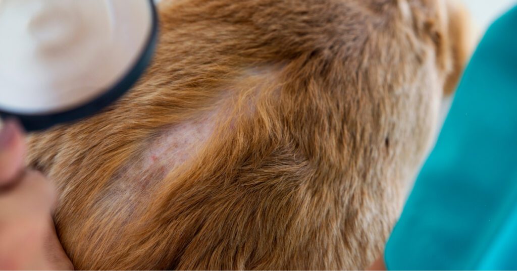 vet examining dog's dry skin at clinic