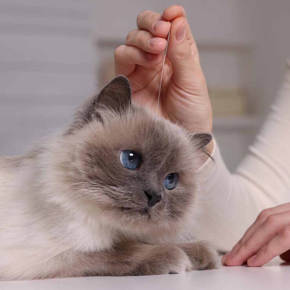 cat with blue eyes being treated by the veterinarian