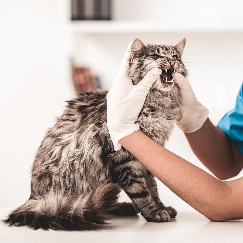 veterinarian checking cats teeth