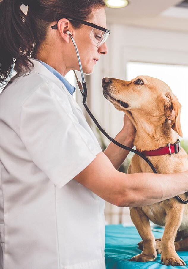 dog looking up at veterinarian while she is checking his vitals