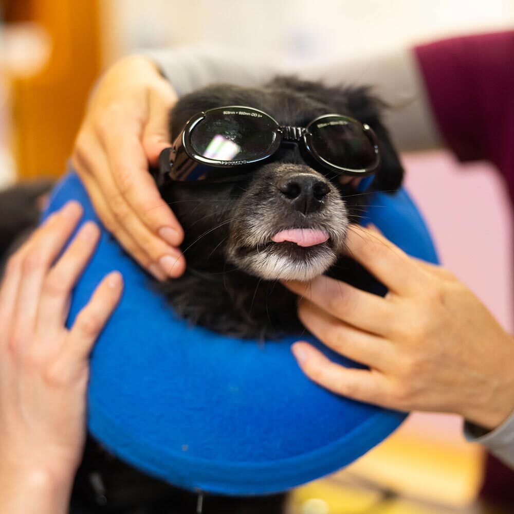 Close Up Of Dog Licking Lips While Wearing Laser Therapy Sunglasses