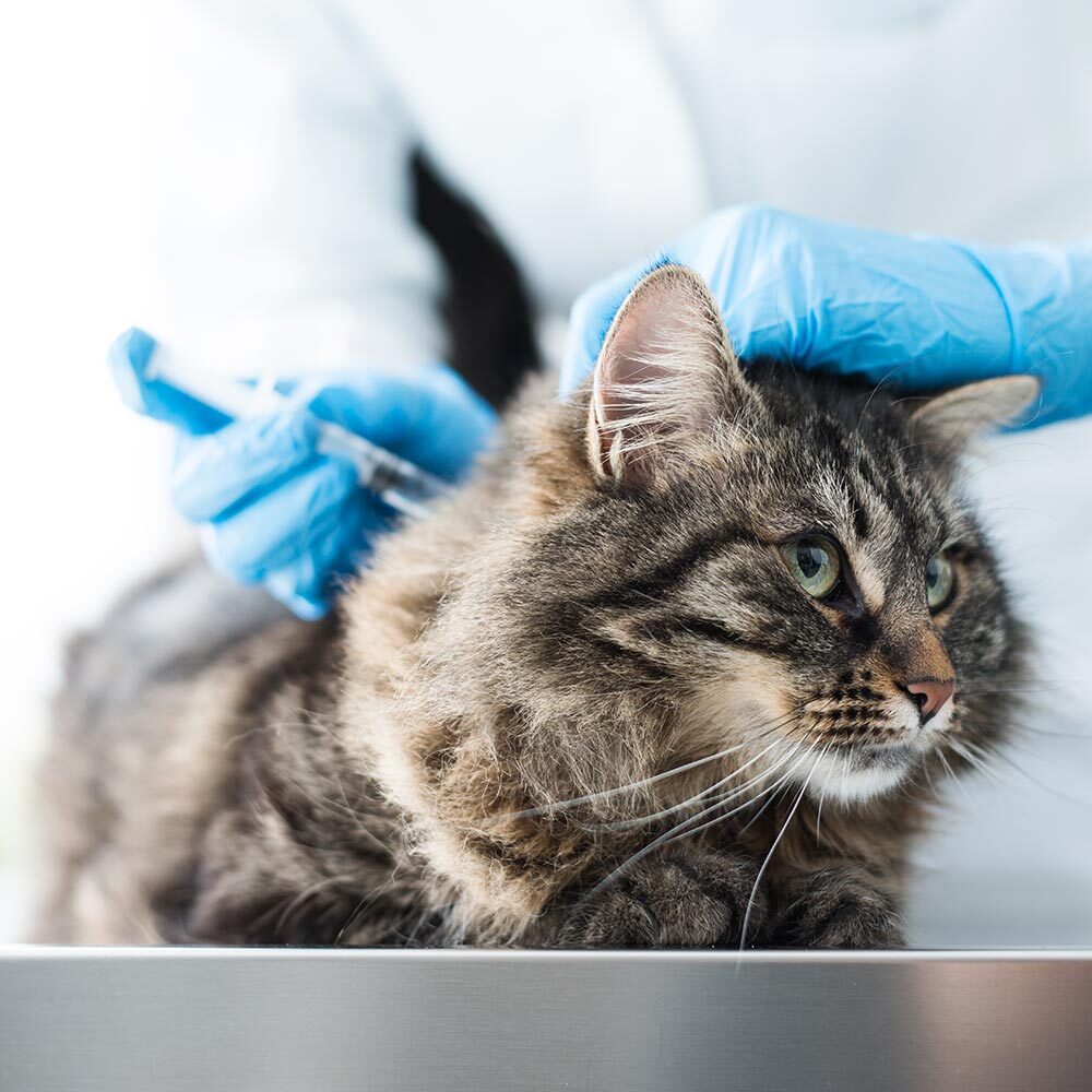 Close Up Of Fluffy Cat Receiving Vaccination