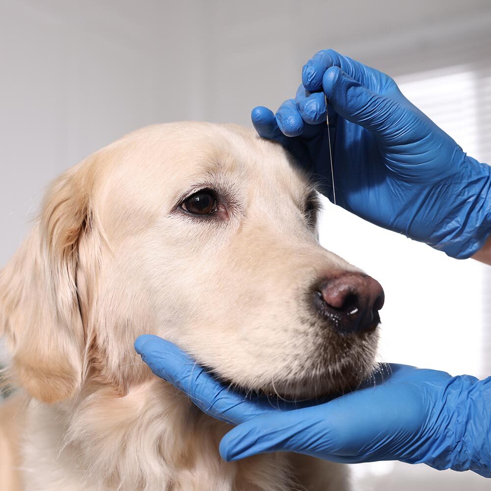 Close Up Of Golden Retriever During Acupuncture Treatment