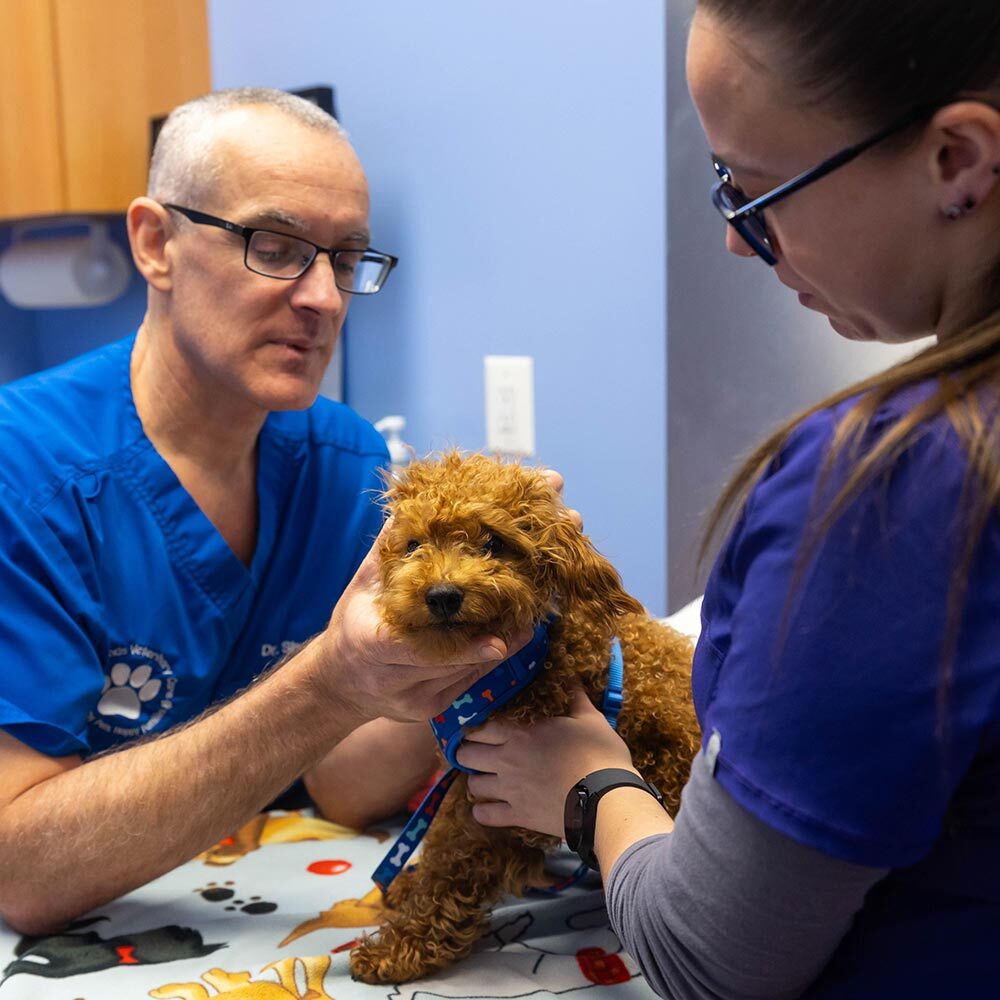 Doctor And Assistant Examining Small Fluffy Dog