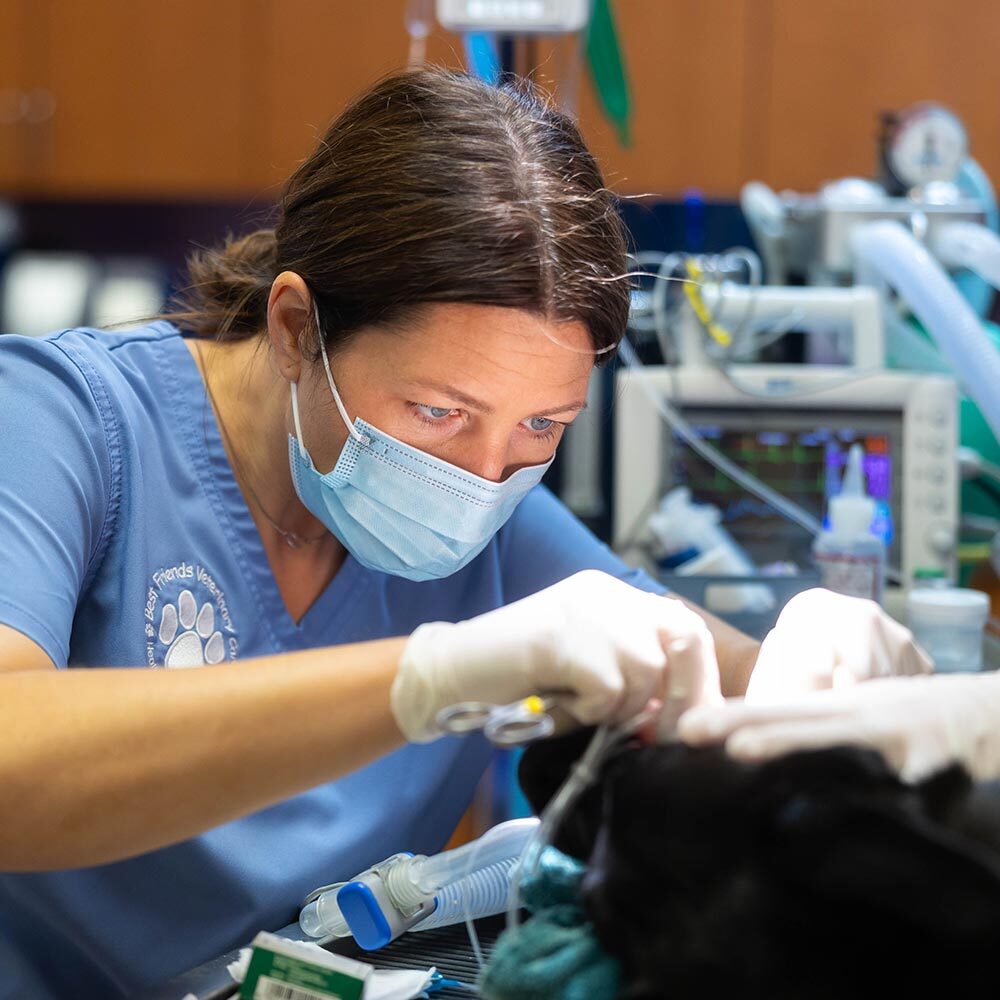 veterinarian cleaning a dog's teeth