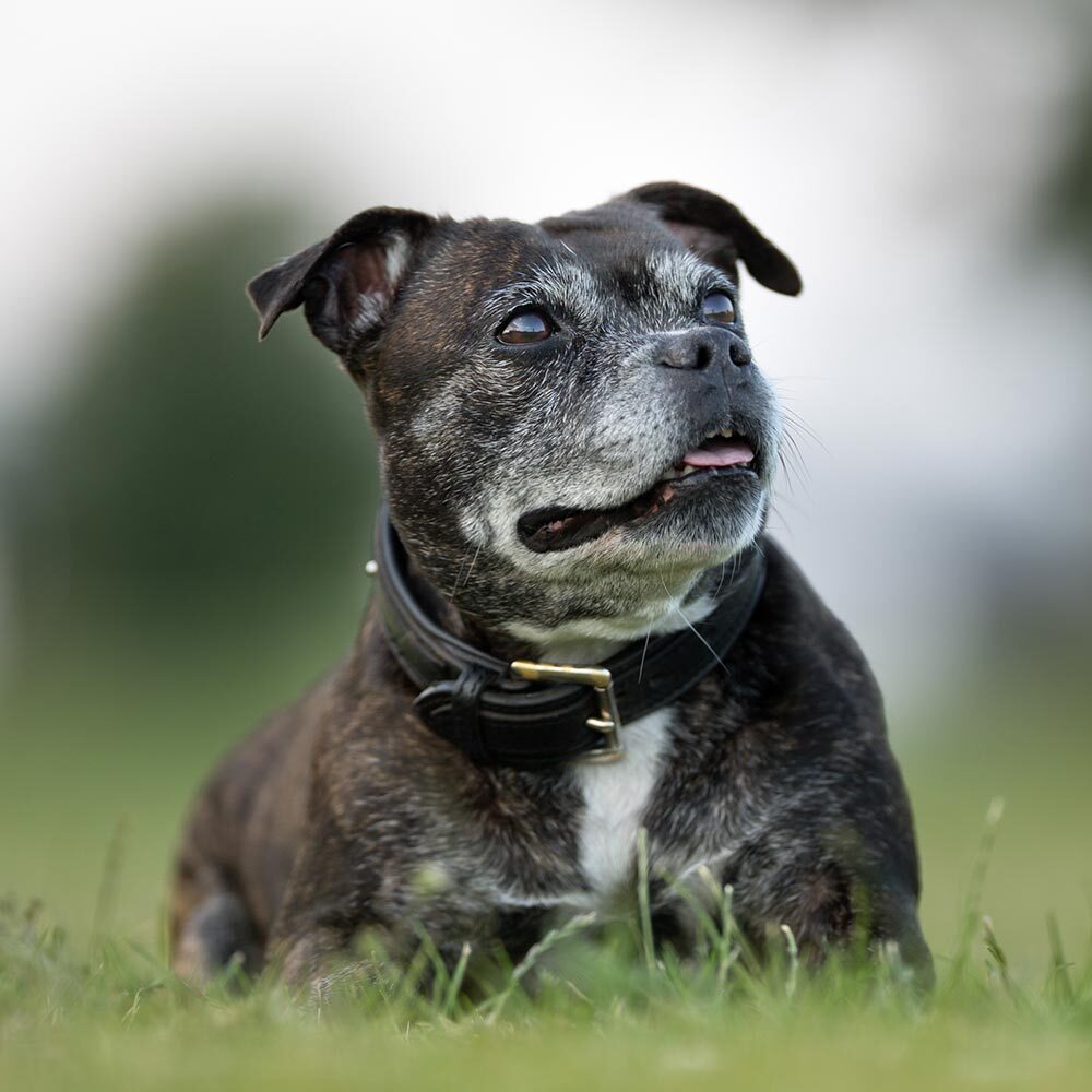 small senior black dog sitting outside