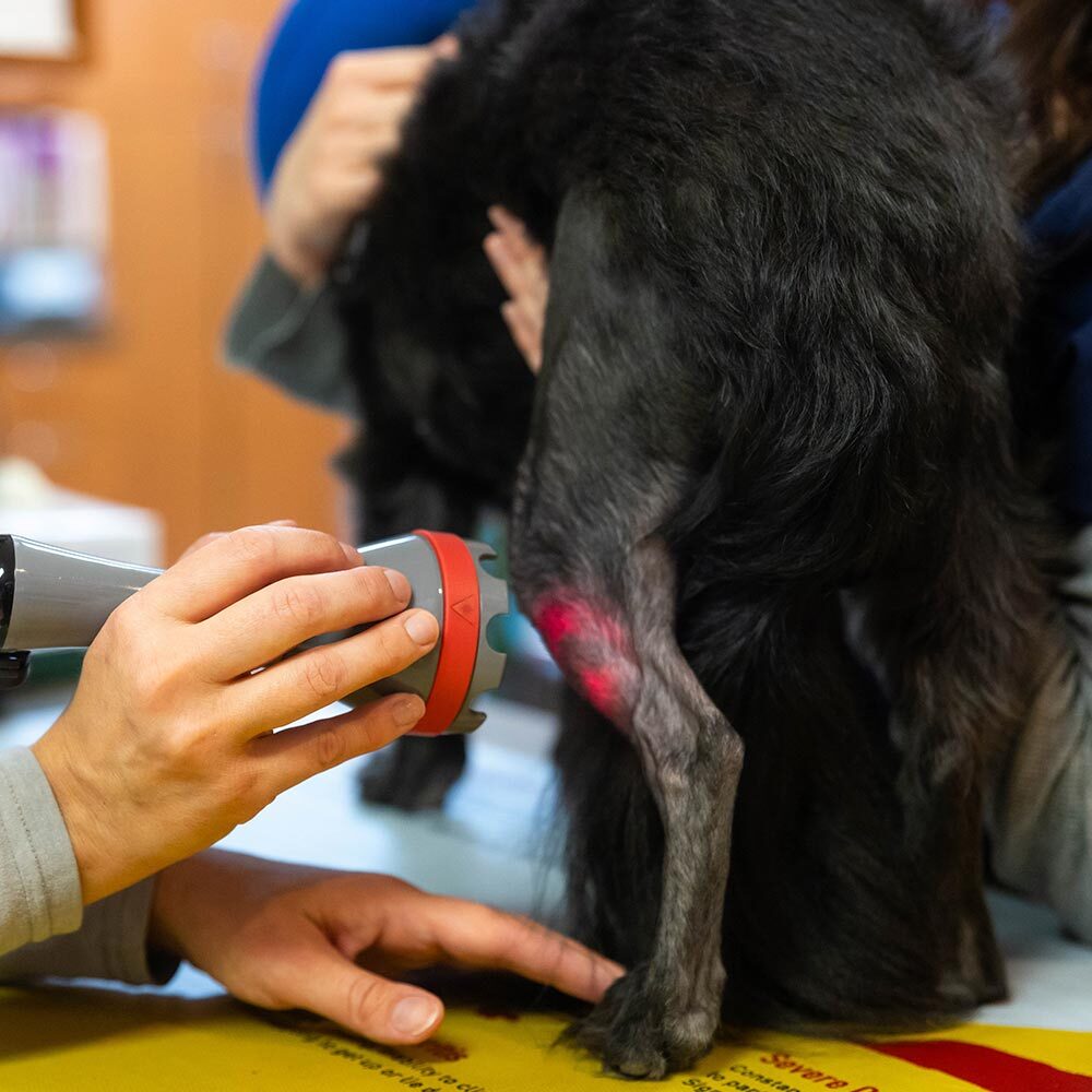 close of up dog's leg during laser therapy session