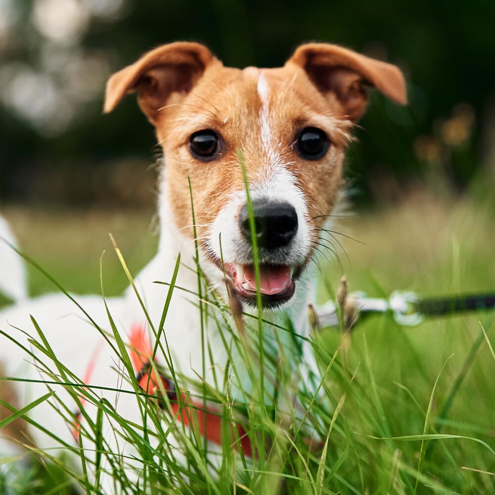 dog in tall grass