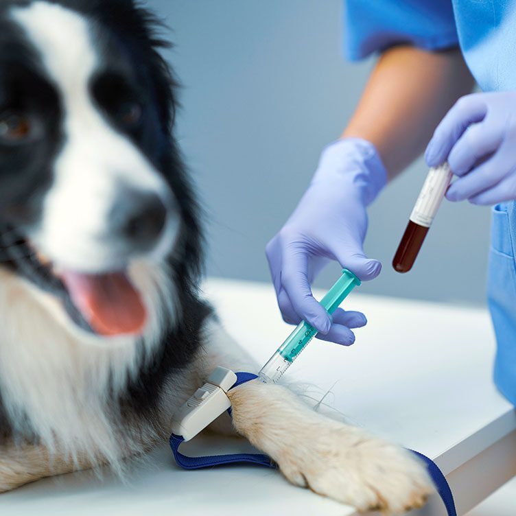 black and white dog getting their blood drawn by the veterinarian