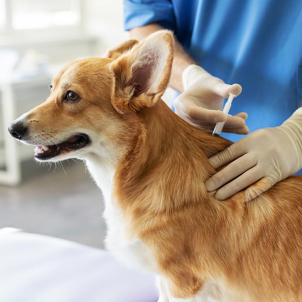 dog getting a vaccination at our animal hospital