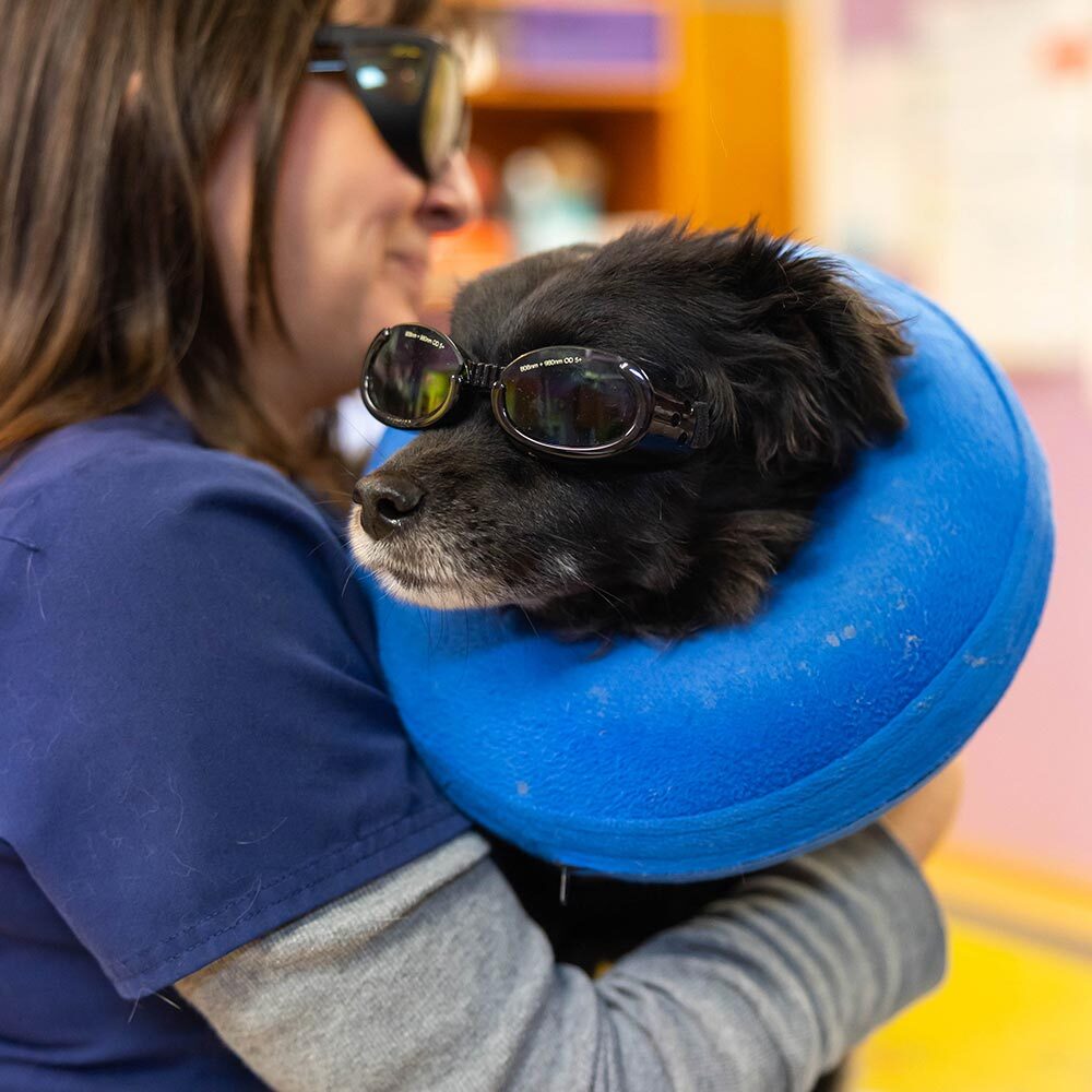 Dog And Staff Member Wearing Laser Therapy Sunglasses