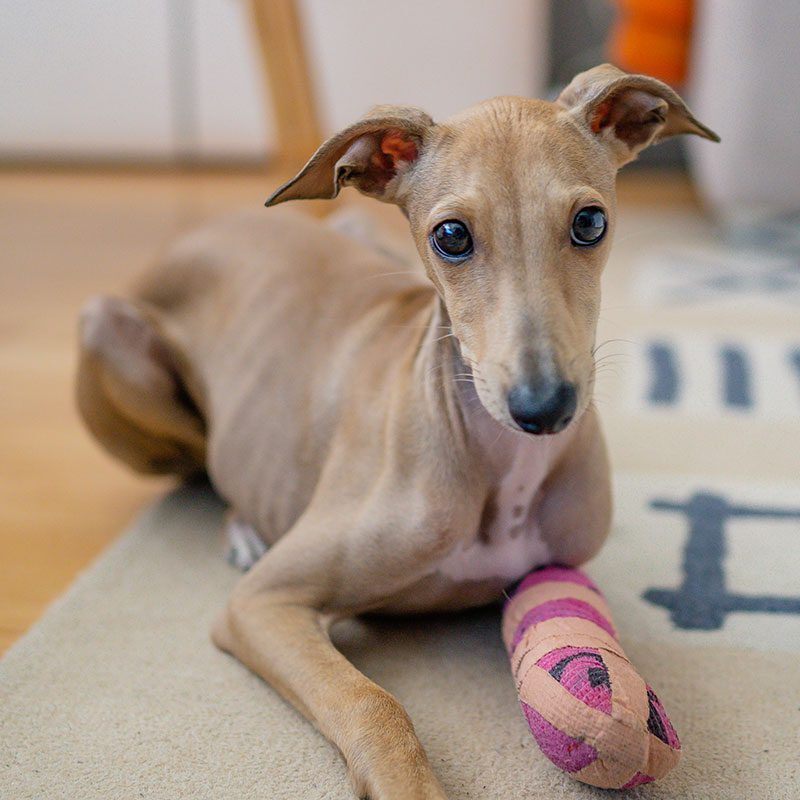 Dog With Cast On Leg