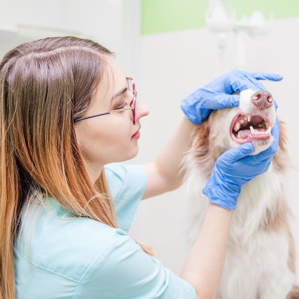 Female Veterinarian Examining Dogs Teeth