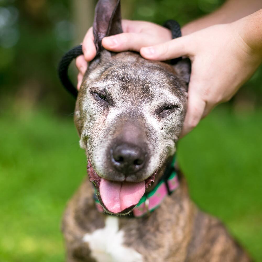 Happy Senior Dog Being Pet By Owner