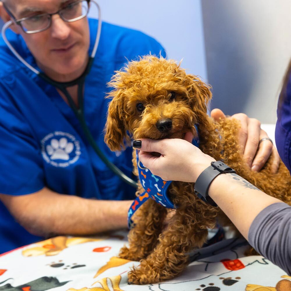 small brown dog with veterinarian