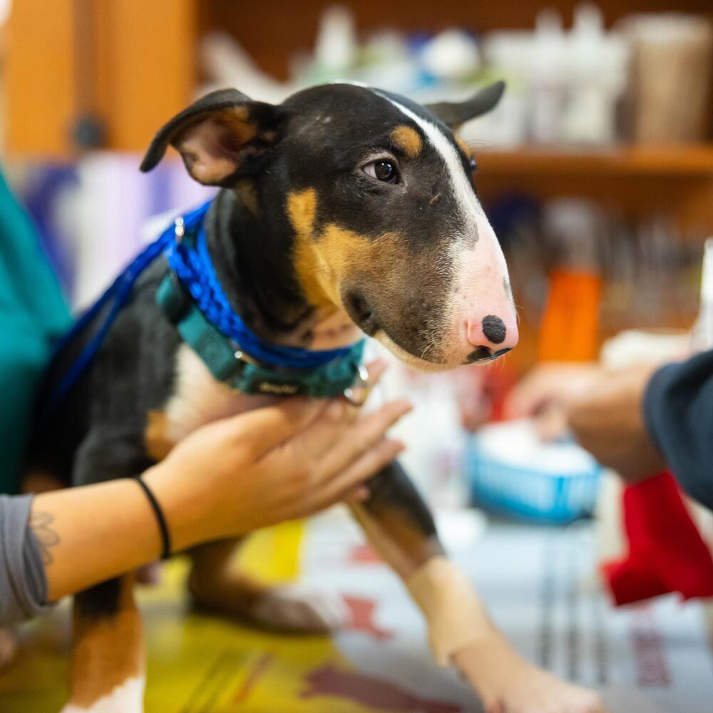 dog during wellness exam at our animal hospital