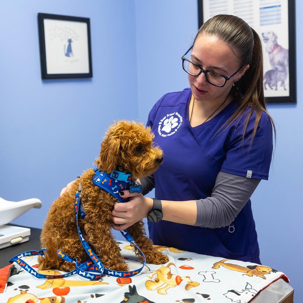 Staff Member Examining Puppy