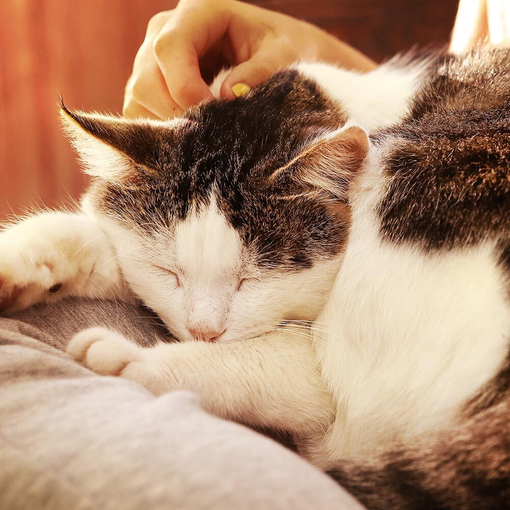 Woman Petting Sleeping Cat